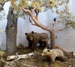 Историко-краеведческий музей